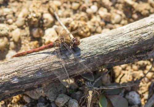 Sympetrum striolatum
